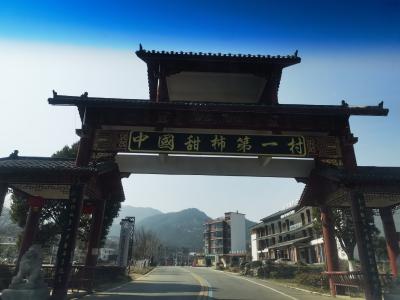 柿红羊欢牧歌扬——“中国甜柿第一村”奏响“双向奔赴曲” 