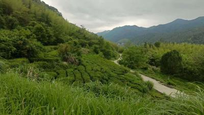 【新春走基层】鄂皖中轴线的创业坚守——大别山“驿道猪倌”上演新“融圈”故事