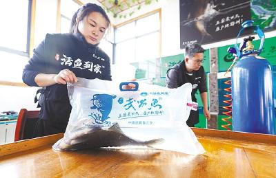 跨越1200公里的鲜活直达  一条武昌鱼20小时“游”上北京餐桌