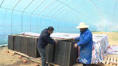 打通“最后一百米” 直供“省下三百元”|蕲春县一线督导春耕生产冲刺农业“开门红”