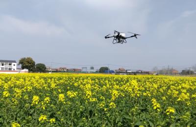 无人机施肥！黄梅县500亩油菜丰收在望
