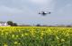 无人机施肥！黄梅县500亩油菜丰收在望