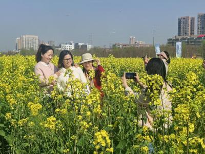 赤壁寻趣 花漾建新 市区第二届江滩油菜花季浪漫启幕