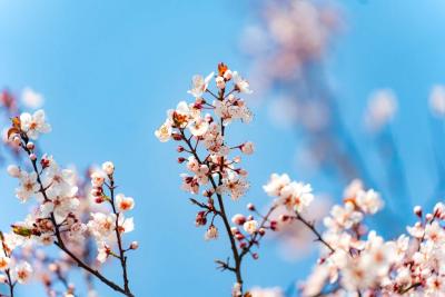 不止奔跑，更是漫步！汉马42公里赛道藏着“春日赏花观景长廊”