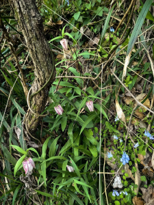 红安天台山发现大片安徽贝母居群