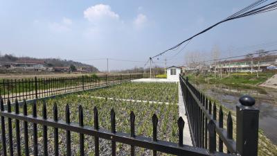 美丽乡村画卷向“处处美”铺展