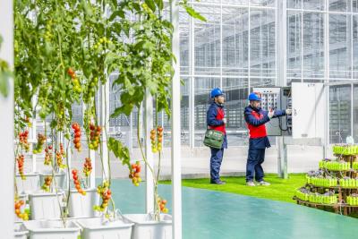 国网麻城市供电公司：数字田园背后的智慧守护