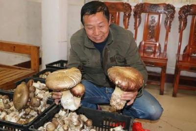稻+蛙+菇，英山一基地实现“一田三收”