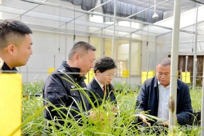 野生蕙兰“回家”了