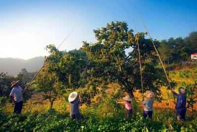 家乡的山珍金樱子