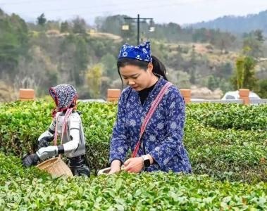 黄冈人机协作采春茶，被六家央媒看见了