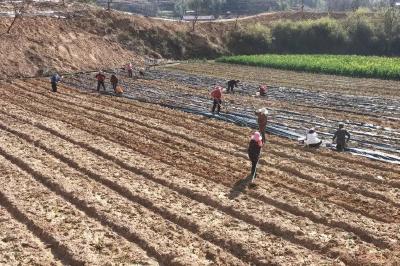 鄂东首个！英山打造欧标抹茶基地……