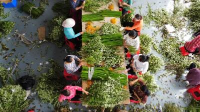 我市加快国家中医药传承创新发展试验区建设