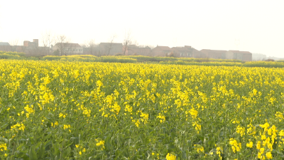 武穴：抢抓春管关键期 全力守护43万亩油菜丰产丰收