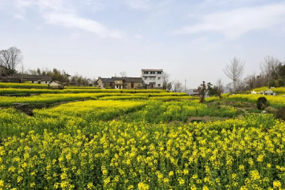 龟峰鹃红漫青山 一脉非遗耀古今