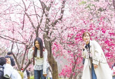 赏樱季首个周末恰逢妇女节，众多景区推出专属优惠 江城的春色“樱”她而美