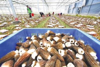 小小羊肚菌撑开“致富伞”