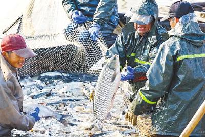靠资源“有鱼吃” 靠科技“吃好鱼”  湖北淡水产品总量连续30年居全国第一