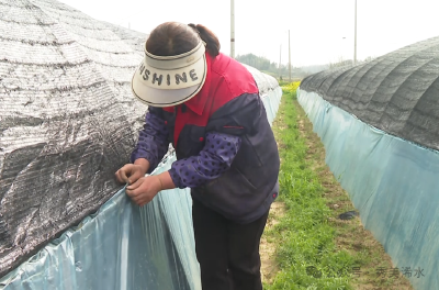 冬闲田不闲！羊肚菌“新”春“抢鲜”上市！