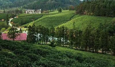 是红安的树啊！