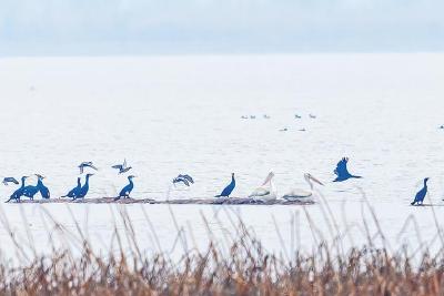 比大熊猫更为珍稀的“稀客”光顾江城  卷羽鹈鹕时隔3年重返沉湖