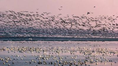 龙感湖国家级自然保护区 入选全省“10大热门观鸟胜地”