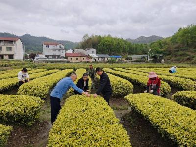 英山：200亩白茶“抢鲜”上市助农增收