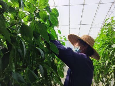 一人多高的辣椒秧、拇指般长的“玉女”黄瓜……黄冈这个智慧大棚，种出了“小时候的味道”