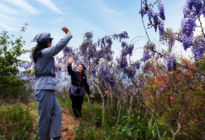 这个“红得发紫”的网红花海，即将如约而至