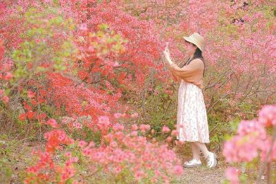 杜鹃花开醉春光