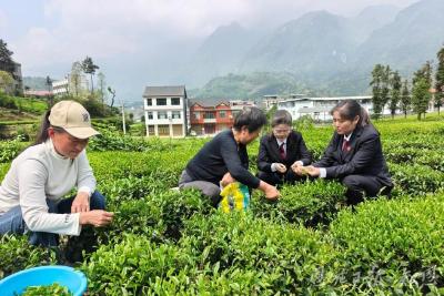 大山深处的“三道茶”——鹤峰县铁炉人民法庭矛盾纠纷化解民族特色实践
