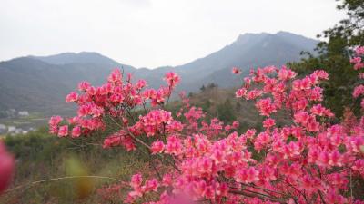 麻城荣家山野生杜鹃盛放  为春季旅游增添新亮点