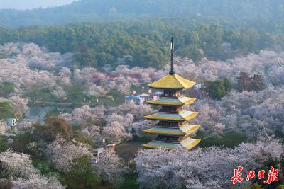 清明假日，湖北省旅游产品搜索热度环比增长超180%，武汉稳居春游“C位”