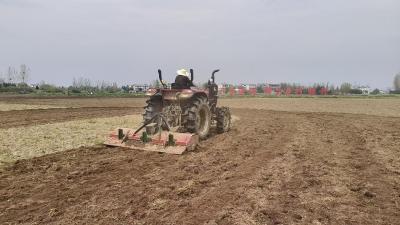 夫子河镇小红薯成增收“金疙瘩”