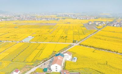 湖北油菜看武穴