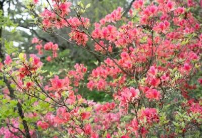 600人专列邂逅“国际团” 麻城龟峰山5A“花式宠客”