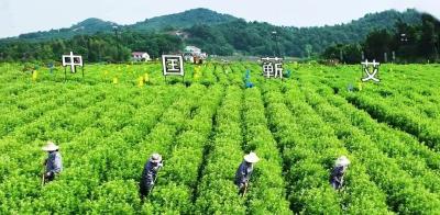 4月18日 早！黄冈 |主场首秀！楚超黄冈今日打响 ◆ 赛事专属景区福利来袭