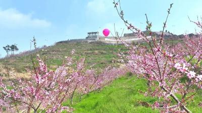 赏桃花盛景 品问津文化  淋山河镇崛起“桃经济”