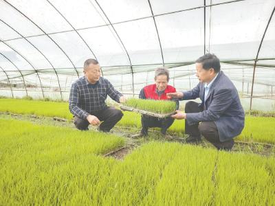 技术送到育秧大棚