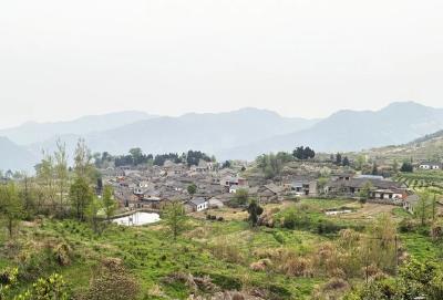 深山里，留守老人们坚守的“神仙茶” 