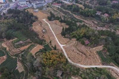 英山县陶家河村大力发展“绿色经济”——林上种油茶 林下养黄精