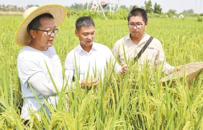 守护百姓米袋子 十载磨种“稻满仓” 
