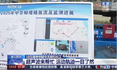 央视聚焦长江鲟自然繁殖重大突破——亚为智能国产测控技术筑牢生态守护屏障