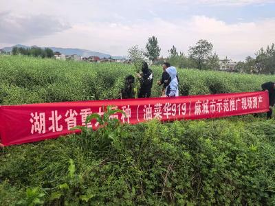 黄冈市油菜大面积单产提升技术培训会在麻城召开  科技赋能筑牢油料安全屏障