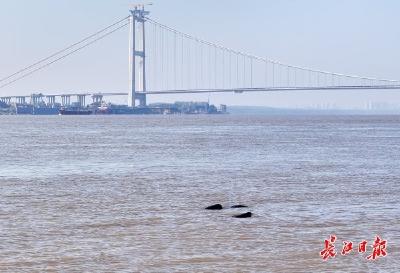 从“长江精灵”到“城市家人”，武汉为何选择江豚作为城市吉祥物