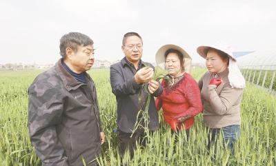 黄冈市农科院专家指导农户做好病虫害防治工作