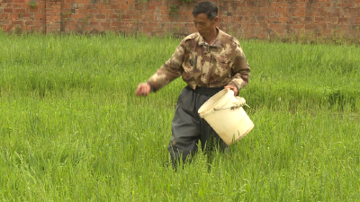 8000亩虾稻、4000吨龙虾！龙坪镇牛车村春耕超有料～