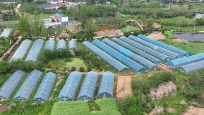 一株“挑剔”芦笋的安家记