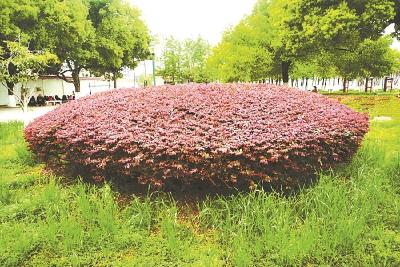 檵木添新色 红花映古城