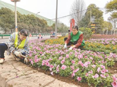 江北一级公路武穴上郭社区路段8000株花卉含苞待放